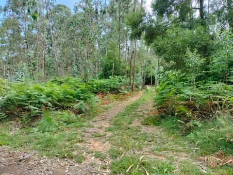Terreno com mais de 12.000 m2 em Idanha, Espinho