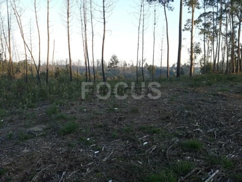 Terreno para loteamento Aveiro - Nariz