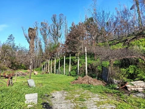 Terreno / Quinta para construção de moradia - Angeja