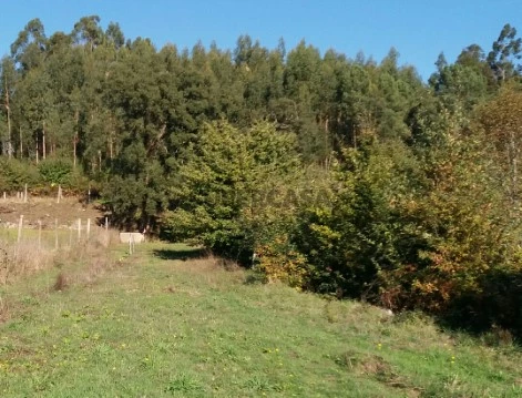 Terreno
