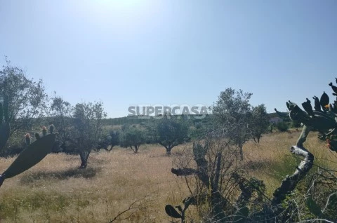 Terreno
