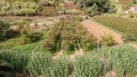 Terreno no Vimeiro