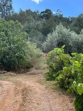 Terreno em Maçãs de Dona Maria, Alvaiázere