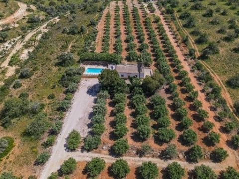 Quinta com produção de azeite Lagoa/Algarve