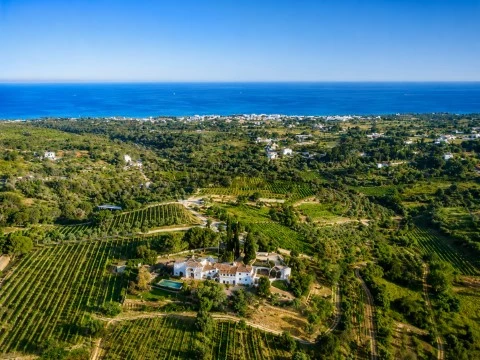 vineyard algarve wine