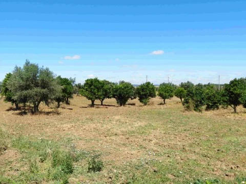 Terrenos rústicos a 15km de Évora