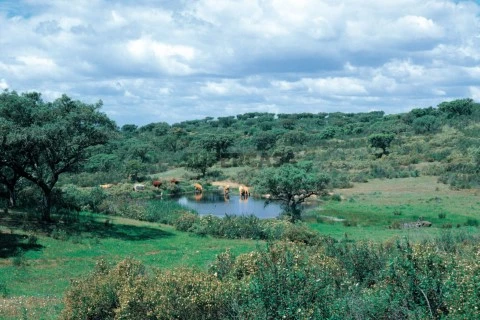 Terreno para 12 Villas, Ourique - Golden Visa