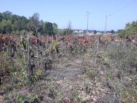 Terreno em Sangalhos, Anadia