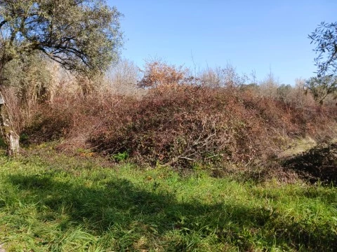 Terreno em Sangalhos, Anadia