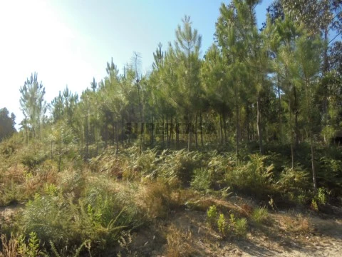 Terreno em Oliveira do Bairro, Oliveira do Bairro