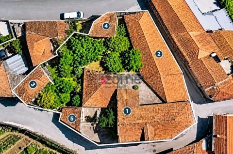 Planta