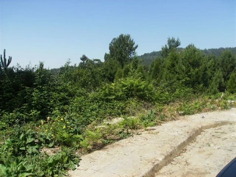 Lote em Lama, Barcelos