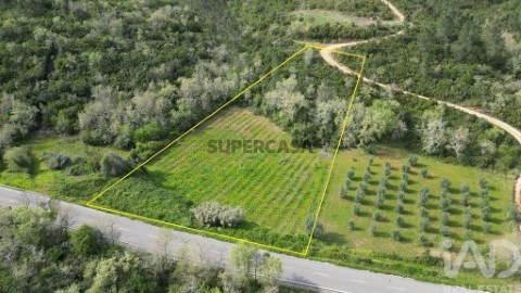 Lote em Podentes, Penela