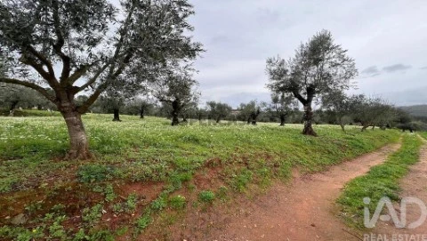 Lote em Podentes, Penela