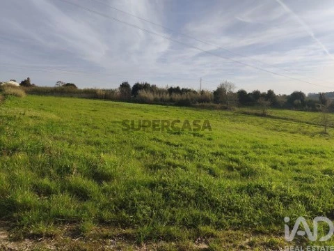 Lote em Cela, Alcobaça