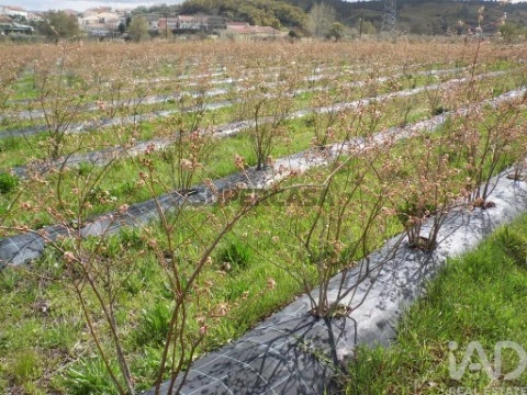 Lote em Orjais, Covilhã