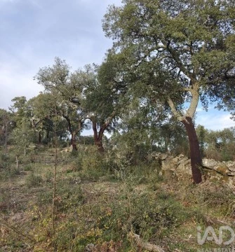 Lote em Monsanto e Idanha-a-Velha, Idanha-a-Nova