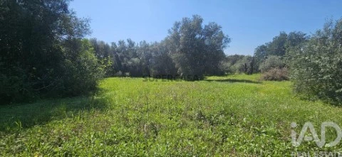 Lote em Tôr, Loulé