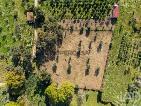 Lote em Ovoa e Vimieiro, Santa Comba Dão
