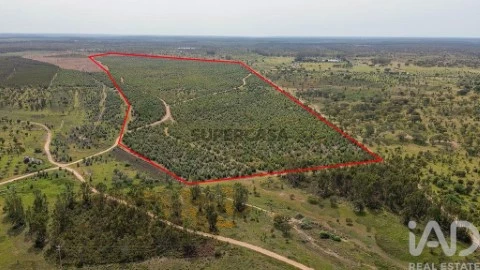 Lote em Bemposta, Abrantes
