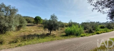 Lote em Colmeias e Memória, Leiria