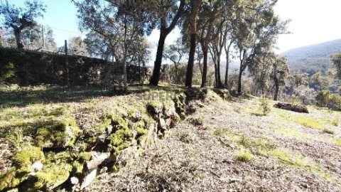 Lote em Pedrógão Pequeno, Sertã