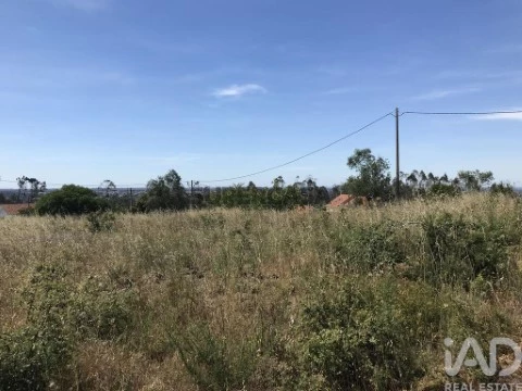 Lote em Colmeias e Memória, Leiria