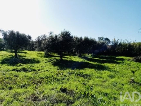 Lote em Pedrógão, Vidigueira
