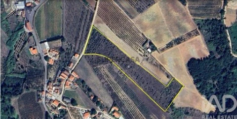 Lote em Carvalhal, Bombarral