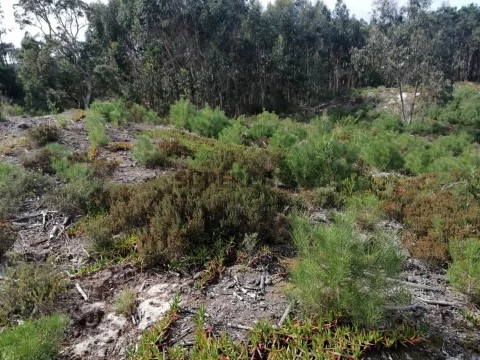 Terreno4