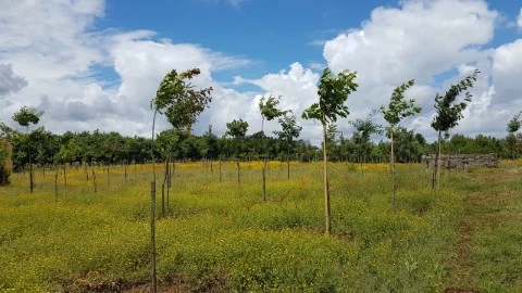 terreno 3
