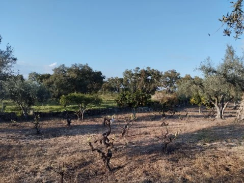 Terreno na Rua da Santa Bárbara, Lousa, Castelo Branco