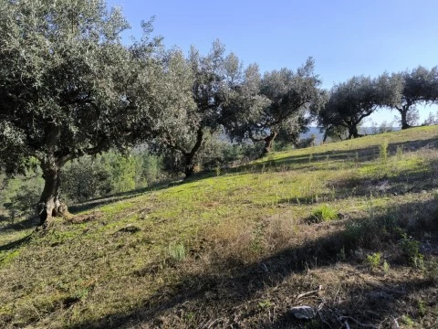 Terreno Sarzedas
