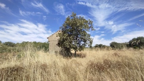 Quintinha