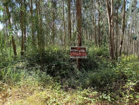 Terreno agrícola