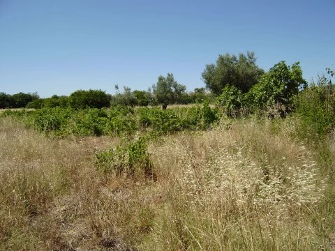 Terreno com ruína, Loulé