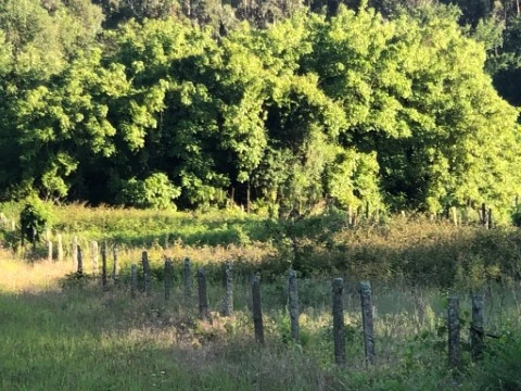 Terreno