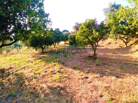 Terreno