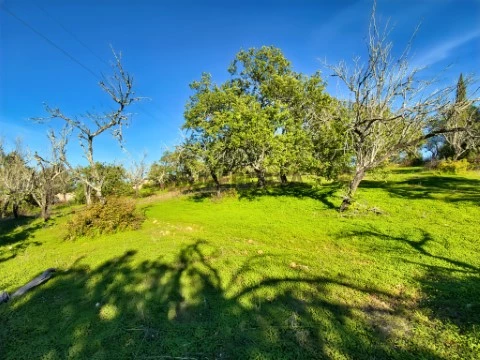 Terreno