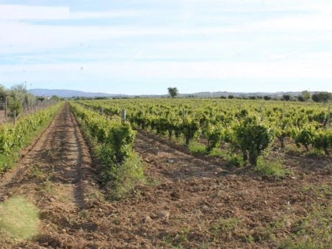 Herdade com 20 ha junto da Vila de Redondo