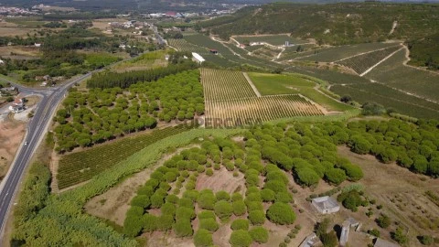 Vinha Serra Montejunto