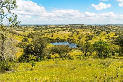Herdade em Santo Aleixo da Restauração, Moura
