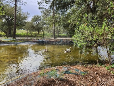 Quinta T4 em Azeitão (São Lourenço e São Simão), Setúbal