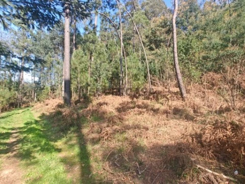 V18 (Média)