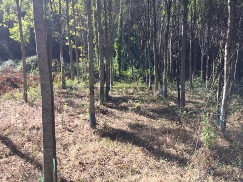 Plantação