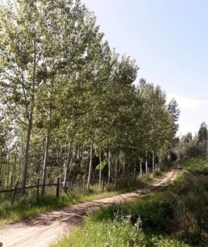 Terreno em Ouca, Vagos