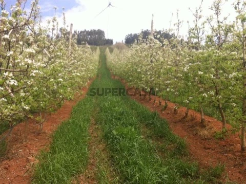 Quinta com 10 hectares em Alguber, Cadaval