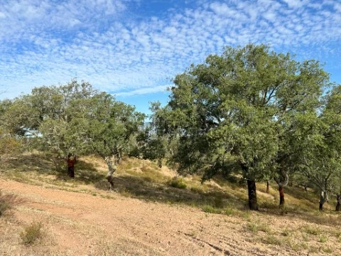 Herdade no concelho de Moura, Beja | Alentejo | 800 Hectares