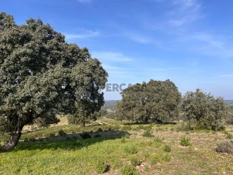 Descubra a Herdade da Lomba: Um Tesouro Rural no Rosmaninhal