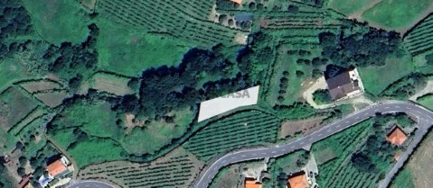Campo